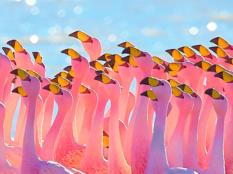 Flamingo, photography, group, wildlife, wildlife photography, Bolivia, nature, 720P, Flamingos