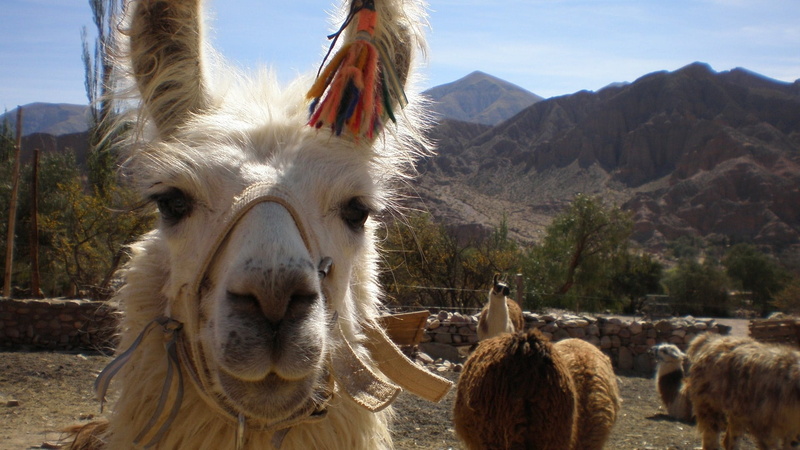 mountain range, day, no people, animal themes, working animal, north, 1080P, customs, vertebrate, domestic, herbivorous, livestock, alpaca, llama, nature