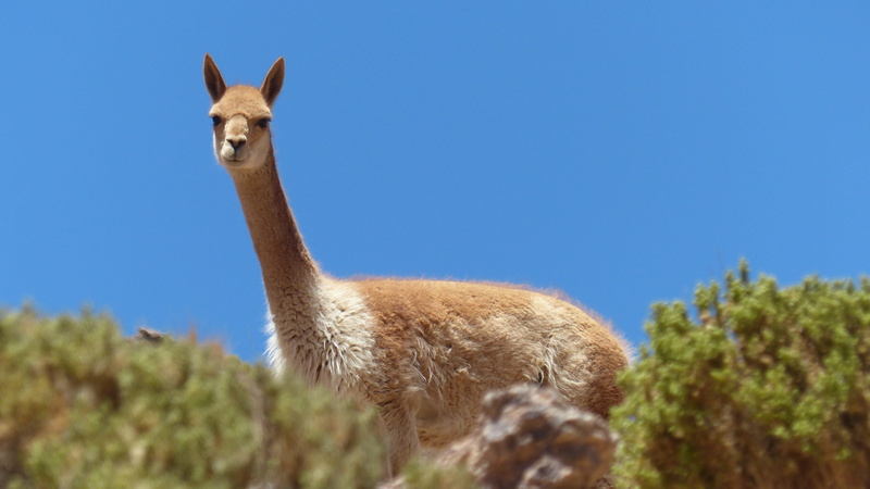 agriculture, animal wildlife, day, plants, 4K, surrounded, herbivorous, animal, vicuña, alpaca, chile, one animal, plant, domestic animals, animal themes