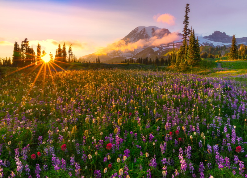 travel, flower head, flowering plant, bed, sunset, tree, tranquil Scene, flowerbed, flowers, plant, sky, meadow, grass, non-Urban Scene, blue, nature, mountain