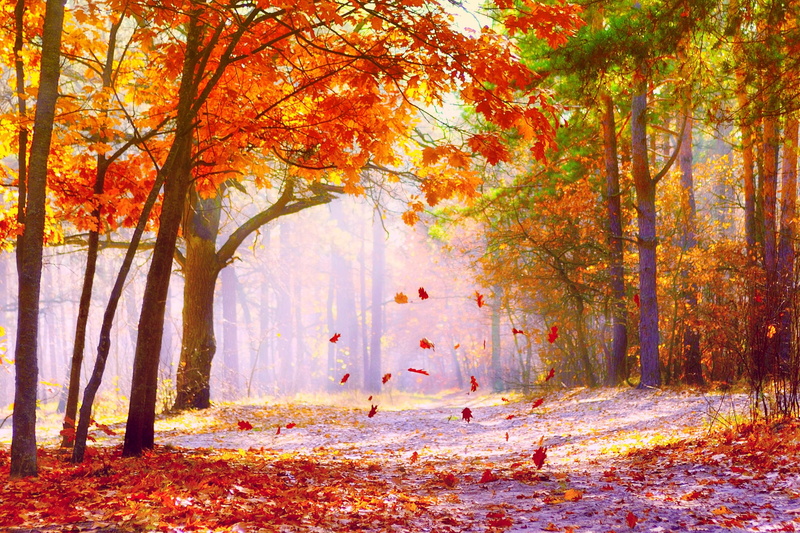 forest, season, dried, path, 2K, trees, leaves, falling, autumn, road, colors