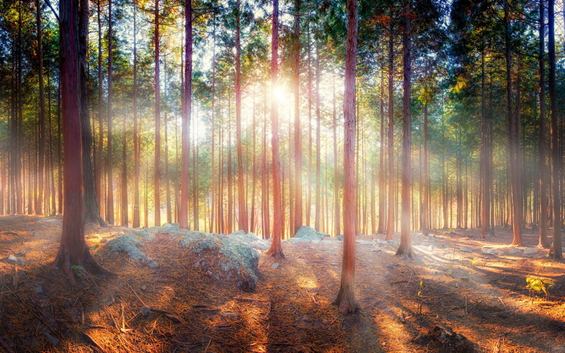Forest, Rays, Trees, Beautiful, Shadow, Nature, 2K, Sun