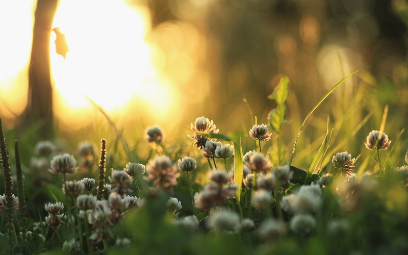 Flowers, Sun, Plants, Rays, 1080P, Grass, Light, Morning
