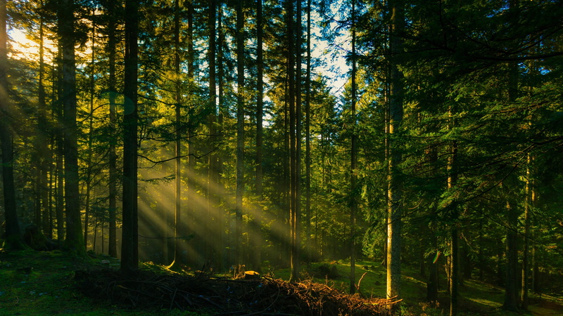 2K, Forest, Trees, Sun, Rays
