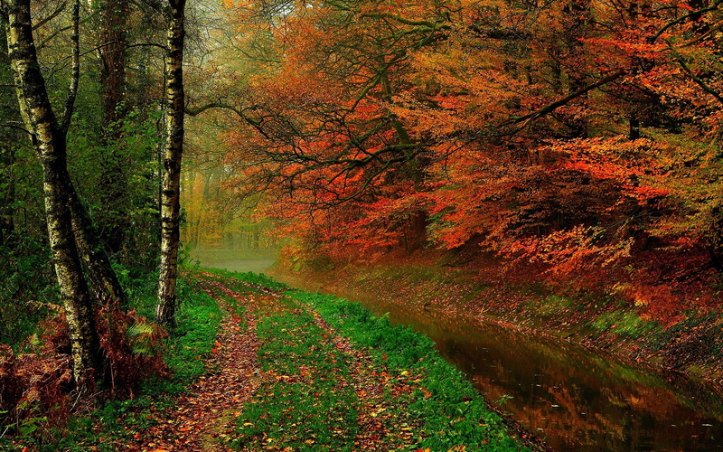 Autumn, Path, River, Leaves, 1080P, Trees, Walk, Forest
