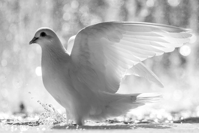 animal Wing, flying, wildlife, nature, release, no people, animal themes, animal, dove, white color, bird, outdoors, white, seagull, focus on foreground