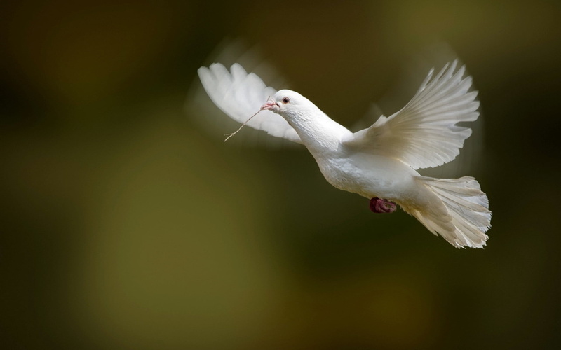 bird, nature, wildlife, one Animal, mid-air, wings, white, outdoors, animals in the wild, spread Wings, copy space, beauty In Nature, vertebrate, white dove