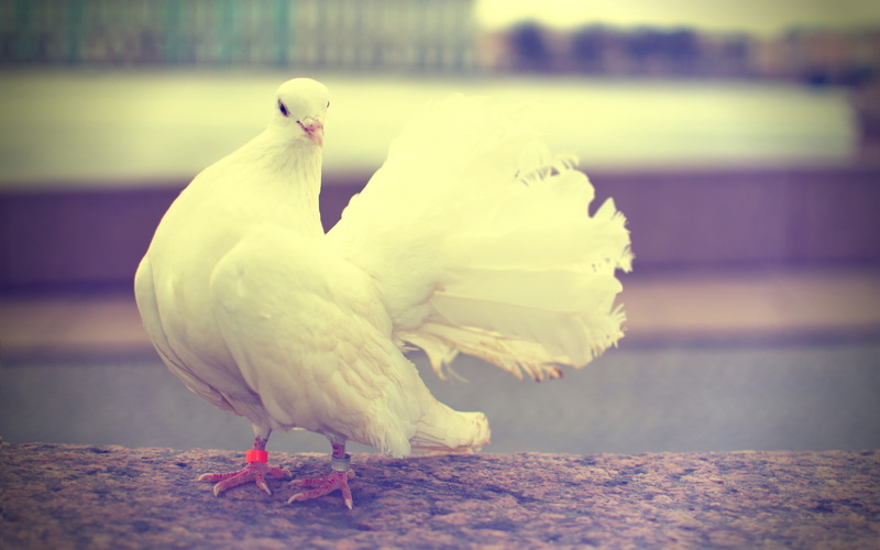2K, white, animals, dove