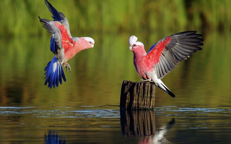 flapping, outdoors, focus on foreground, vertebrate, day, no people, animal, parrot, water, animals in the wild, animal wildlife, bird, 1080P, lake, galah