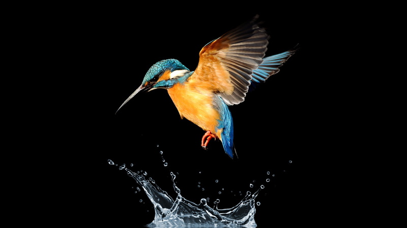 animal themes, animals in the wild, splash, nature, mid-air, studio shot, animal wildlife, wildlife, spread wings, animal, drops, water bird, kingfisher