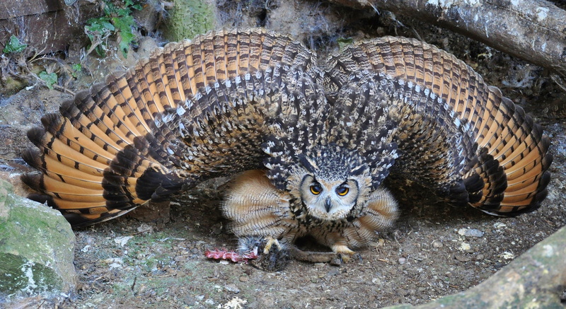owl, mammal, high angle view, looking at camera, close-up, flapping, two animals, whisker, wildlife, predator, zoology, animal wildlife, 2K, no people