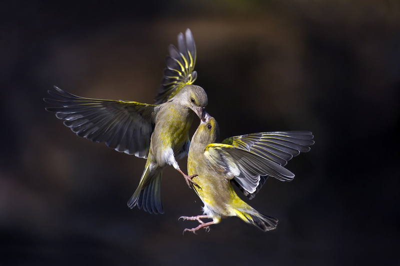 focus on foreground, one animal, animals, birds, beauty in nature, animal, outdoors, vertebrate, flying, bird, animal themes, animal wildlife, close-up