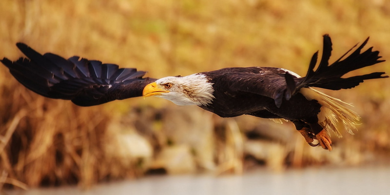 outdoors, nature, no people, eagle, bird, black Color, hunting, brown, side view, animal, spread wings, one animal, 1080P, wildlife, uSA, vertebrate, focus on foreground
