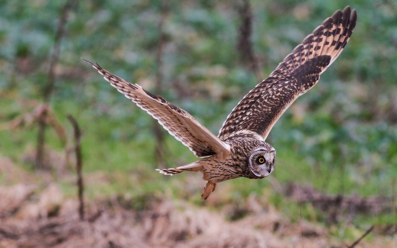 1080P, owl, flap, bird