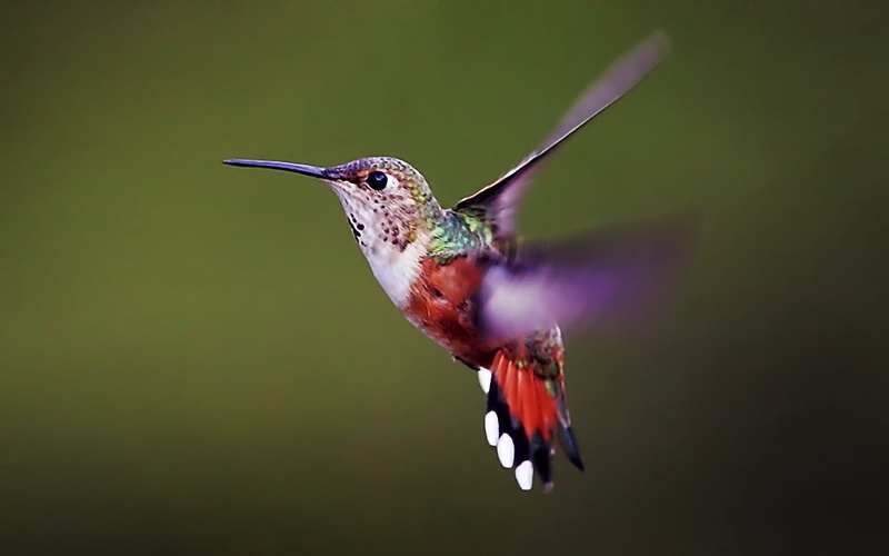 spread Wings, 1080P, animal Wing, wings, multi Colored, flying, red, humming, beak, color Image, iridescent, day, black Color, animal wildlife, wildlife