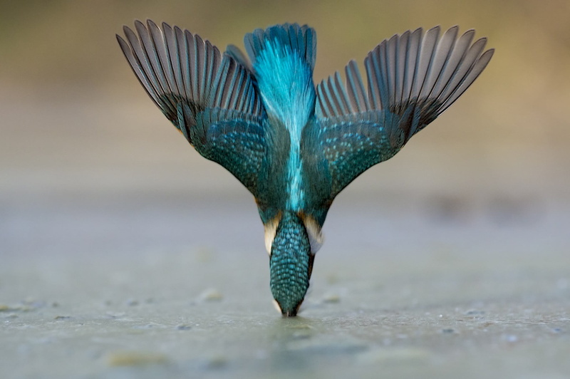 white, animal, ceramic, water, close-up, animal themes, animals in the wild, motion, nature, figurine, vertebrate, birds, selective focus, animal wildlife