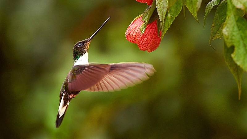 flapping, vertebrate, tropical rainforest, 1080P, flight, beauty in nature, wing, hovering, animal body part, leaf, bird, flower, plant, motion, mid-air