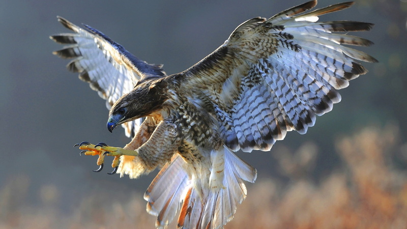 flying, nature, aggression, ataque, no people, animal, animal body part, ave, outdoors, bird, motion, mid-air, animales, animal wildlife, eagle, bird of prey