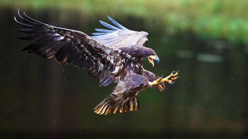 mobile, spread wings, hd, no people, focus on foreground, flapping, 4K, eagle - bird, tailed, mid-air, eagles, animal themes, outdoors, flying