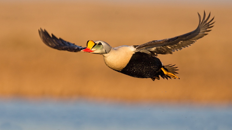 flying, vertebrate, no people, bird of prey, bird, mid-air, animals, animal themes, nature, outdoors, profile view, 1080P, flapping, motion, hunting, animals hunting