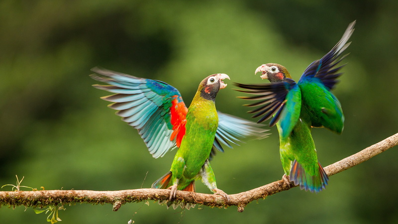 Parrots, 4K, 4K, bird, perching, animal themes, animal, animal wildlife, green color, tree, animals in the wild, multi colored, Love Birds, beauty in nature