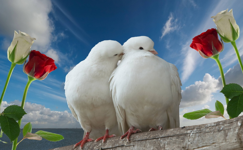 couple, no people, beauty In Nature, one Animal, pigeons, animal, wildlife, flying, white color, group of animals, feather, outdoors, white, rose, close-up