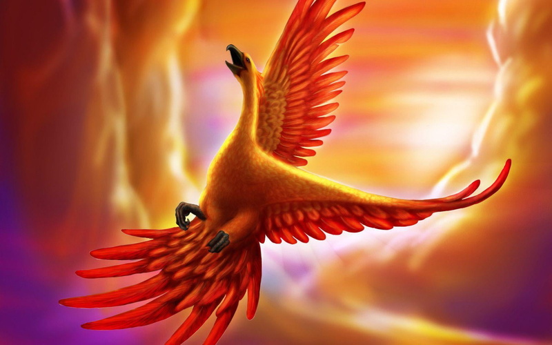 animal wildlife, no people, beauty in nature, sky, birds, bird, vertebrate, orange color, close-up, spread wings, animal body part, outdoors, animals in the wild