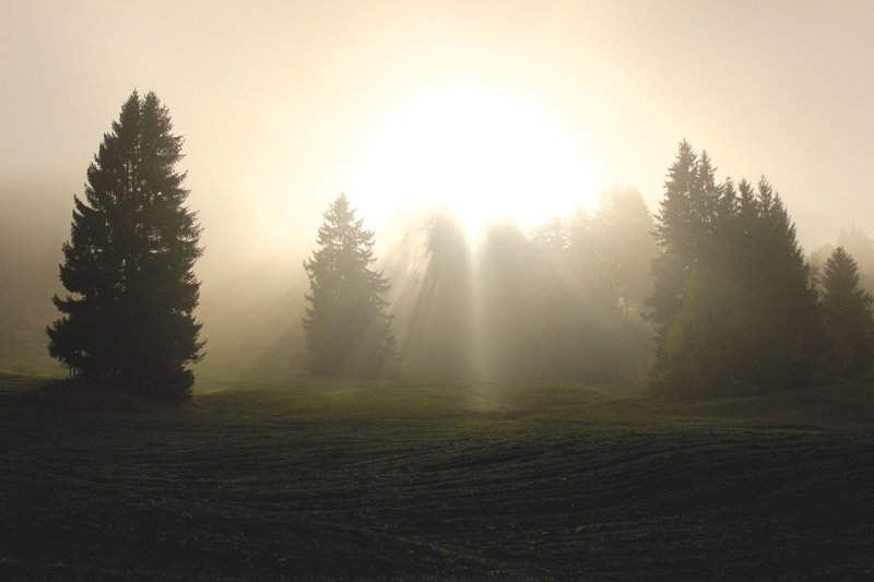 love, tranquil scene, field, light, pine tree, green pine, landscape, peace, scenics - nature, blessings, plant, enlightenment, tranquility, nature, non-urban scene