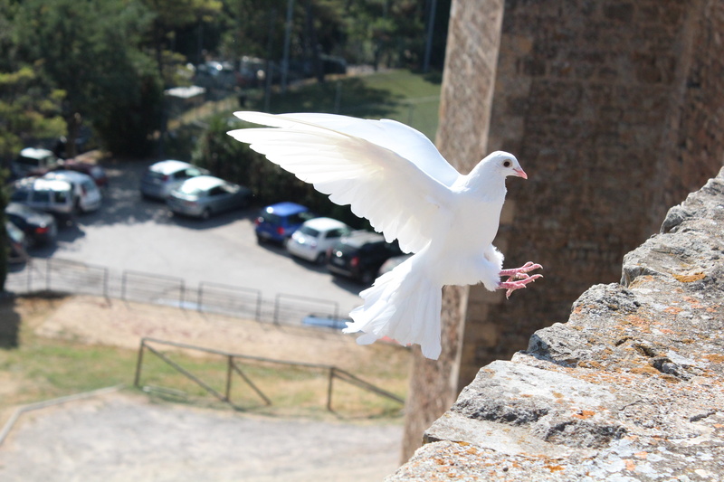 motion, animal themes, white color, fragment, dove of peace, white dove, seagull, animals in the wild, focus on foreground, dove - Bird, beautiful, pigeon