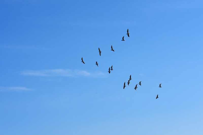 on the move, flock, animal themes, mid-air, sun, day, animals in the wild, no people, vertebrate, animal, blue sky, fly, 4K, low angle view, blue, nature