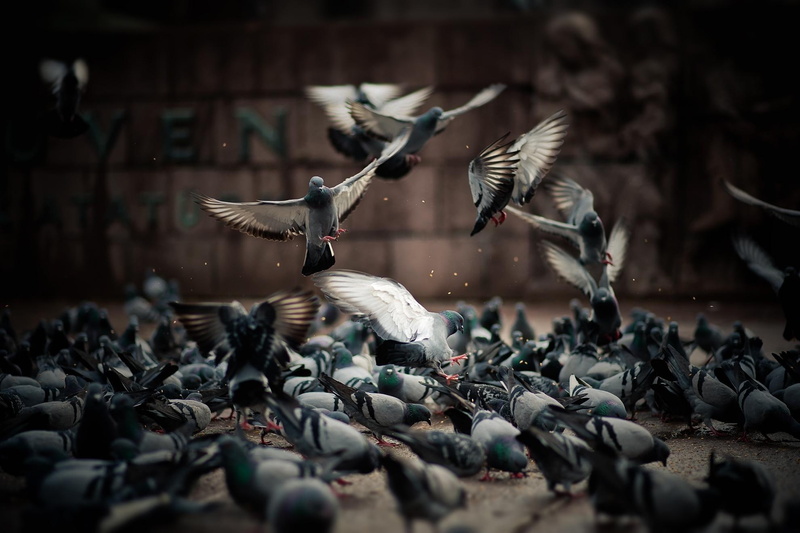 pigeons, bird, birds, flock, animals, 1080P, animal