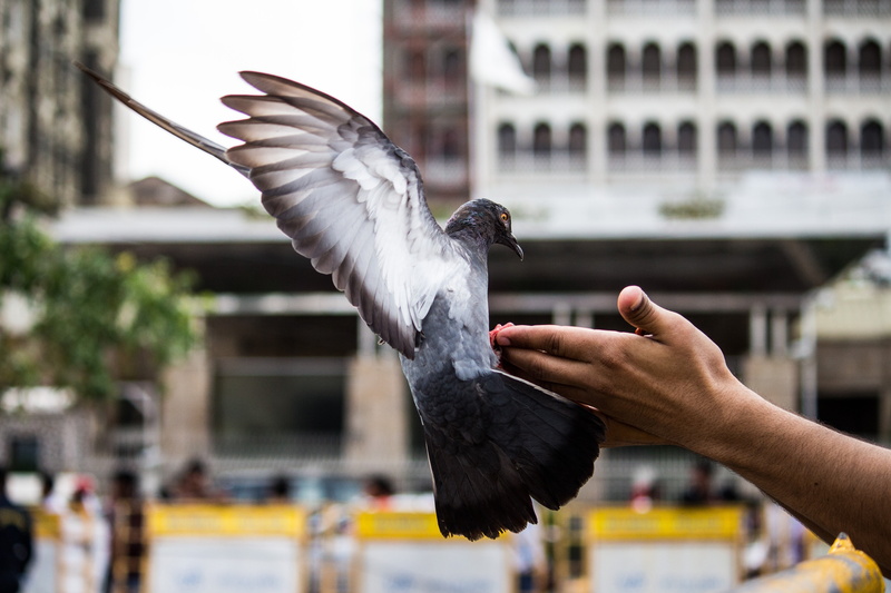 animal body part, person, spread wings, animal Wing, beak, bird, 5K, rock, people, finger, vertebrate, seagull, human hand, s, dove, dove - Bird, animal