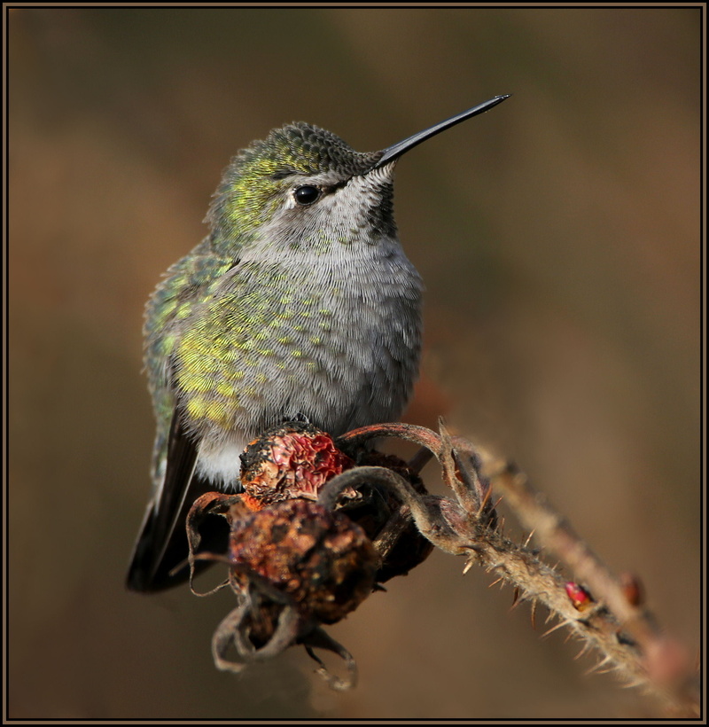 green, gray, hummingbird, nature, animal, feather, beak, wildlife, bird, 1080P