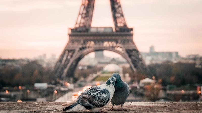 paris, two, photo, doves, pigeons, love image, 4k, 5K