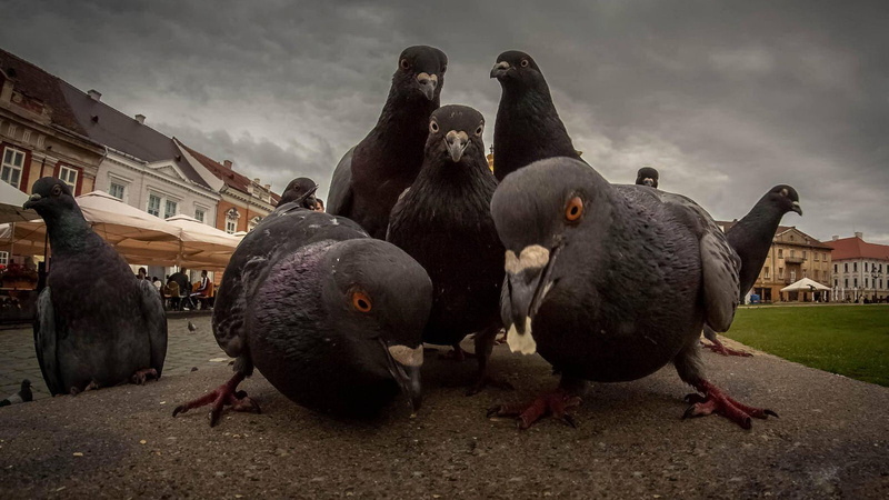 720P, birds, street, pigeons, humor, dove
