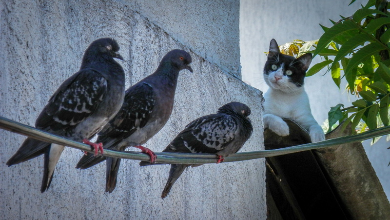perching, no people, animal wildlife, animal themes, hunt, nature, cat, wall - building feature, bird, outdoors, 4K, plant, built structure, pigeon, animals in the wild
