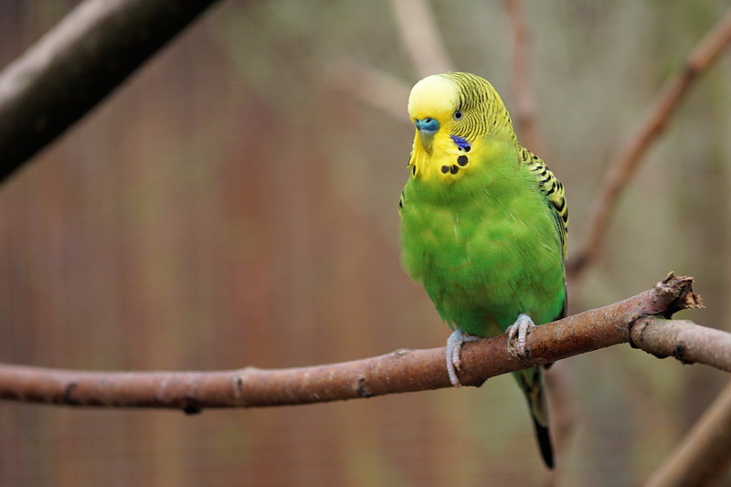 tropical bird, parrot, budgerigar, close-up, feather, nature, no people, parakeet, vertebrate, budgie, yellow, color, animal themes, wildlife photography