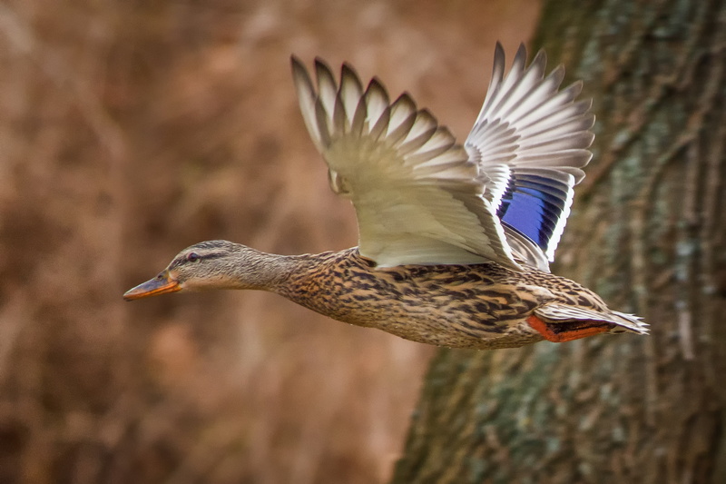 flying, motion, nature, bird flight, flapping, white, 2K, birds, ducks, close-up, duck, mallards, focus on foreground, mid-air, day, animal body part