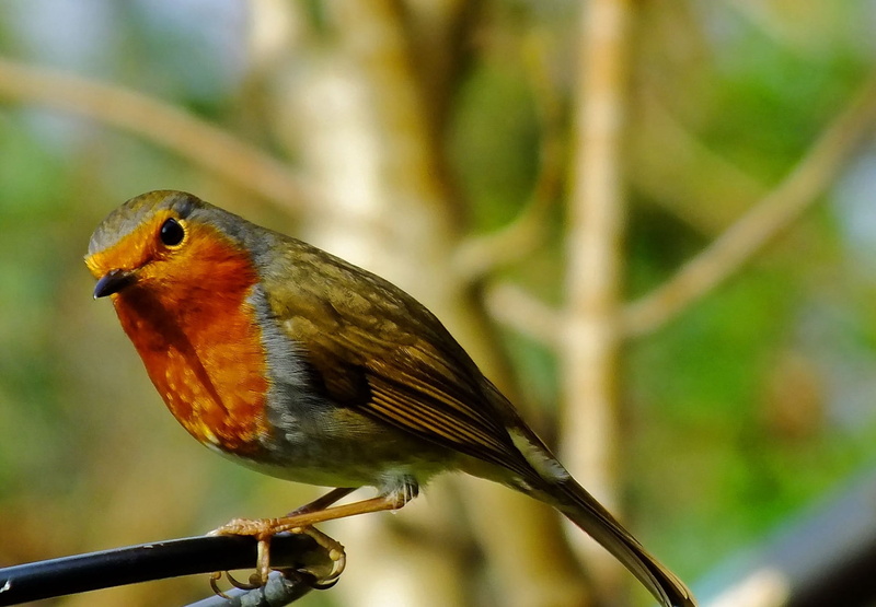 close-up, wildlife, songbird, animals In The Wild, one animal, red, feather, nature, vertebrate, 1080P, focus, no people, green, animal, plant, perched