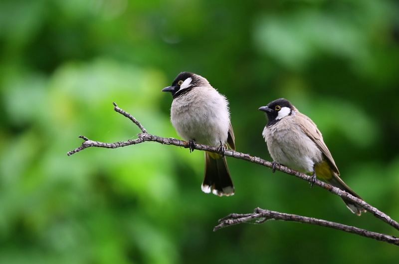 animal themes, 4K, perched, tree, day, vertebrate, no people, animal photography, two, nature, trunk, bird, beauty in nature, group of animals, branch