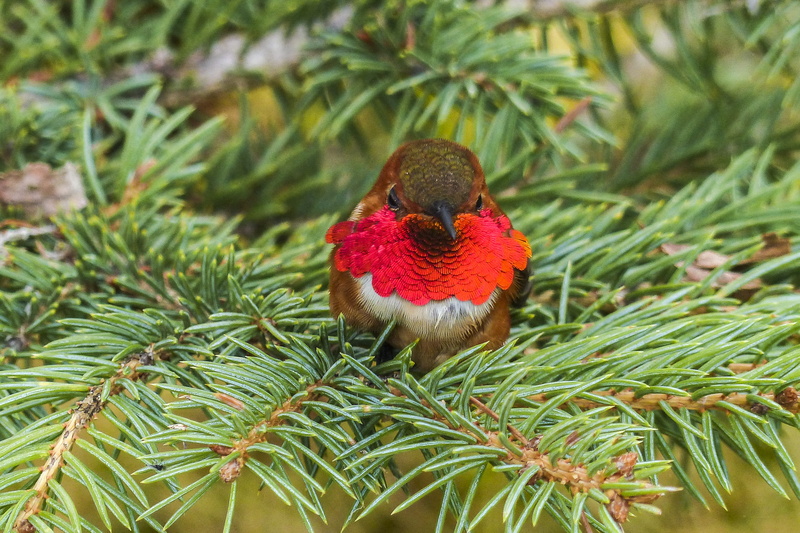 trees, brown, leaved, focus on foreground, nature, spring, animal wildlife, plant, focus, 4K, shallow, short, animals in the wild, allens hummingbird