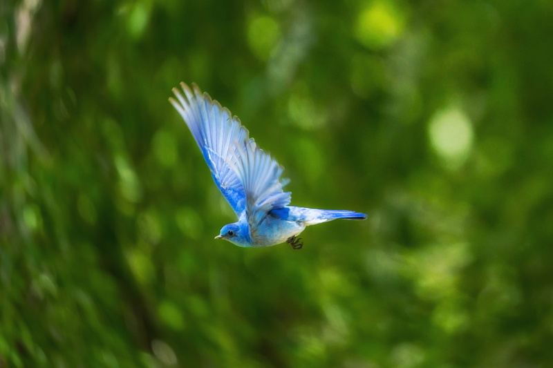 animals in the wild, fly, vertebrate, outdoors, humming, beaked, no people, hummingbird, close-up, blue, Mountain Bluebird, short, animal Wing, photography