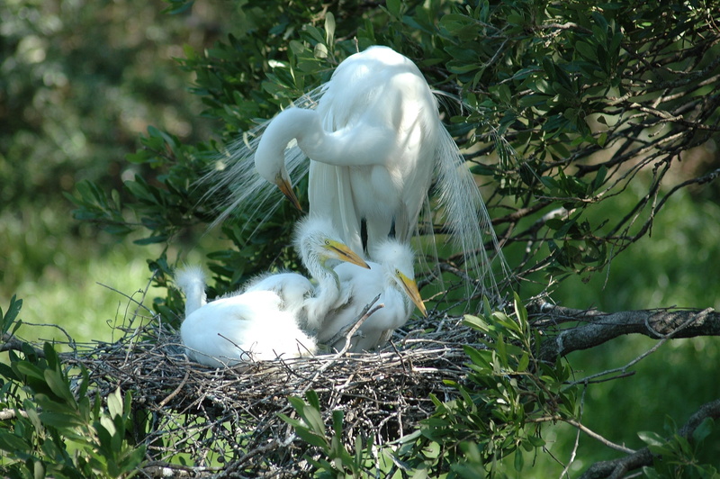 photography, animals in the wild, white, young animal, animal themes, plant, baby, heron, flying, feathers, nature, long, beak, Babies, outdoors, White Heron