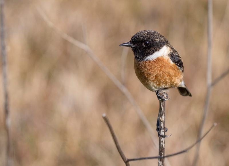 nature, 2K, fauna, focus on foreground, one animal, brown, close-up, standing, vertebrate, branch, animal themes, black color, black, no people, peak
