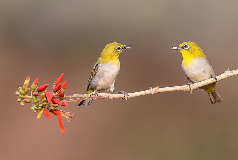 feather, wildlife, selective focus, Oriental White-eye, Nikon, white, Zosterops palpebrosus, yellow birds, bird, 480P, oriental, selective, animals In The Wild