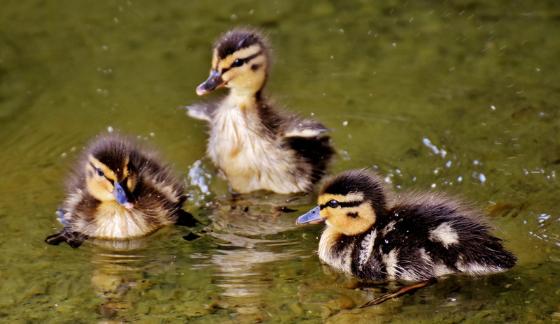 goose, animals in the wild, duckling, group of animals, chicks, vertebrate, day, cute, black-and-white, young animal, ducklings, animal portrait, mallards