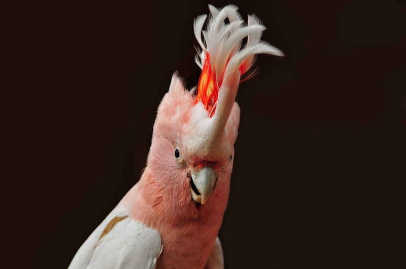 ara, no people, studio shot, pets, color, close-up, animal, domestic, flamingo, nature, cockatoo, beak, bird, animal head, animals, vertebrate, photography
