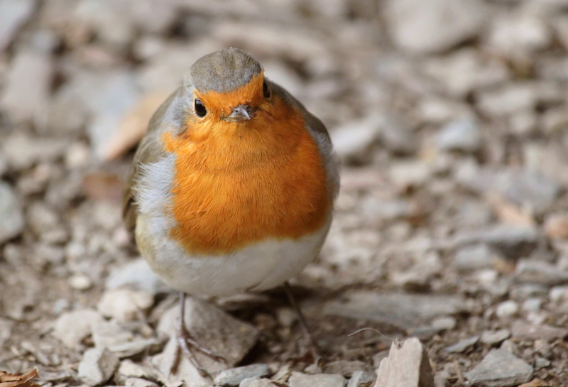 european robin, outdoors, animal wildlife, close-up, feather, day, full length, bird, nature, brown, 4K, animal, cute, animal body part, close, resting place