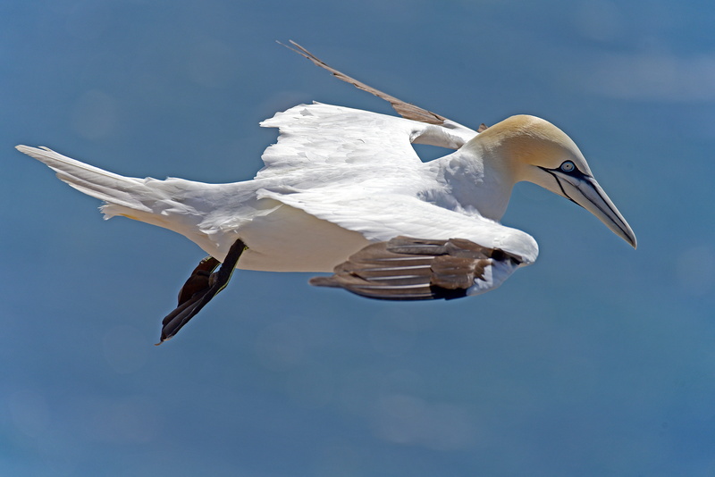 white color, spread wings, feather, one animal, flying, beak, animal, selective, selective focus, white bird, bird, no people, wildlife, day, helgoland