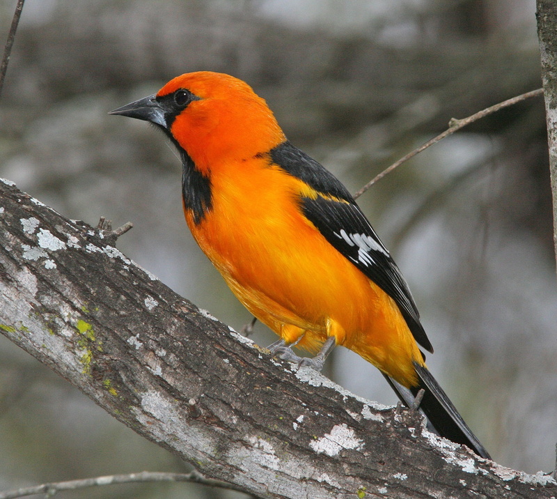 animal themes, orange color, snow, cold temperature, multi colored, songbird, colorful, nature, vertebrate, animal wildlife, day, no people, beauty in nature